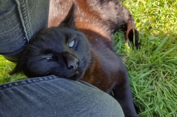 Animaux trouvés Bouin, photo: Chat sociable trouvé à Bouin