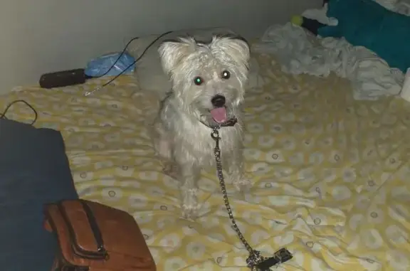 ¡Ayuda a Encontrar a Willy en Sevilla!