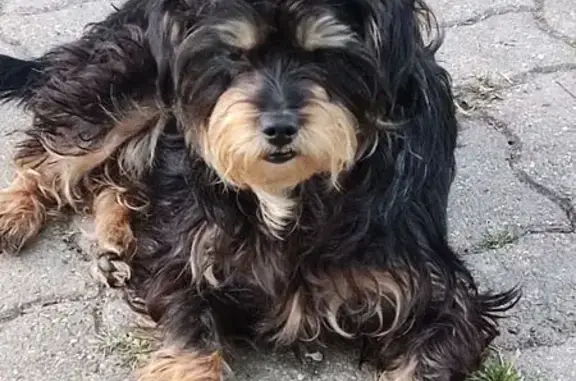 Petite chienne perdue à Crucey-Villages - photo