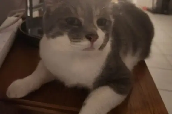 Chat perdu : Nuage, sociable et câlin - photo