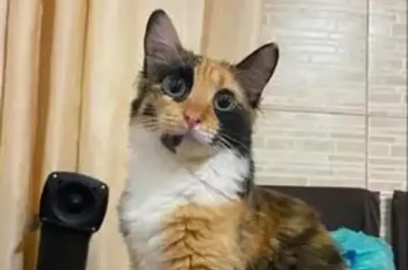 gato desaparecida