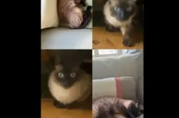 Chat perdu : Narcisse, 3 ans, Cazères - photo
