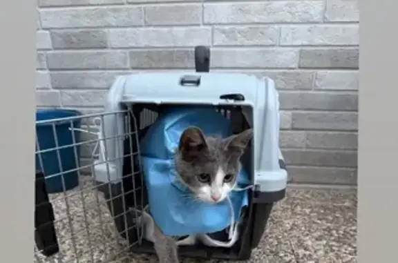 Gatito Gris con Manchitas en P...