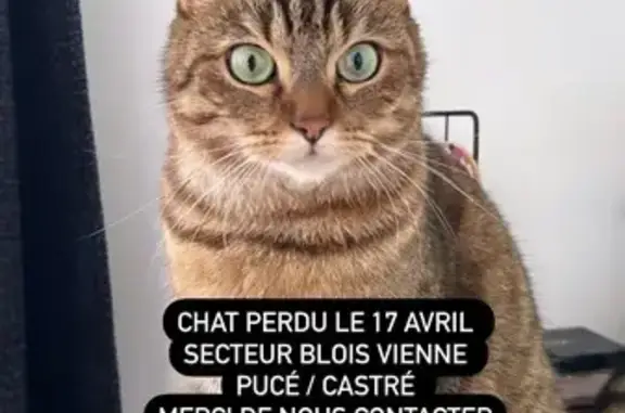 Chat perdu, Blois, photo: Chat marron noir et blanc perdu à Blois