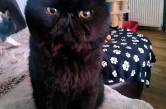 Chat noir perdu, taille moyenne, Iwuy - photo