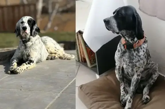 Chiens perdus : Setter et Braque à Mison - photo