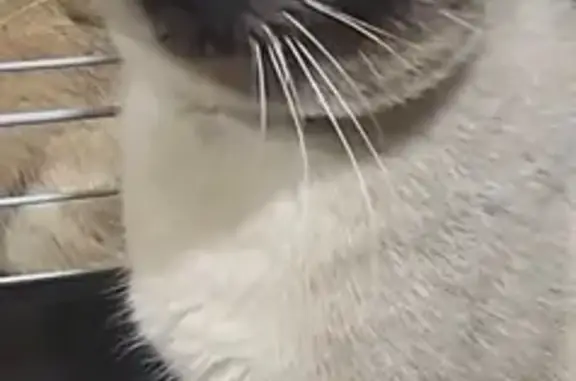 Chat perdu à Vougy : Meïko, 1 an, Siamois - photo