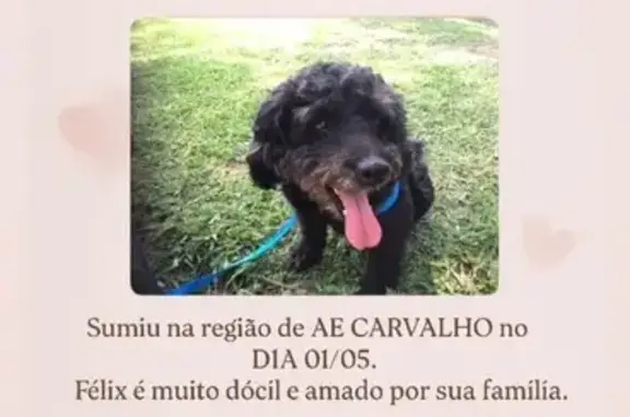 cachorro desaparecida