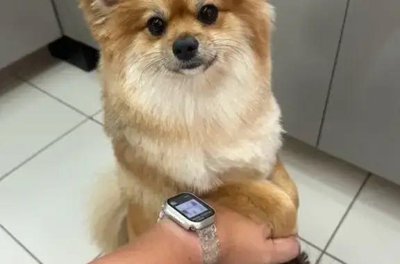 cachorro desaparecida