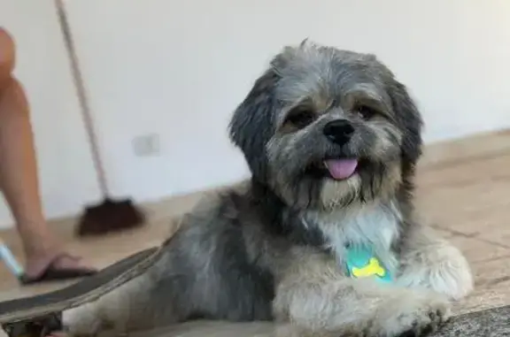 cachorro desaparecida