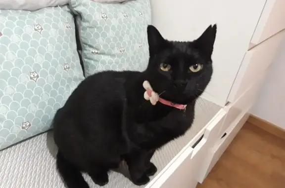 ¡Ayuda! Gato negro perdido en Barberà del Vallès