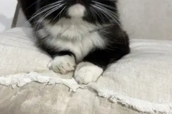 Lost Tuxedo Cat: No Tail, Tea Tree Gully
