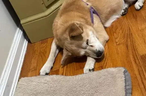 Blind Dog Gemma Missing in Tuckahoe