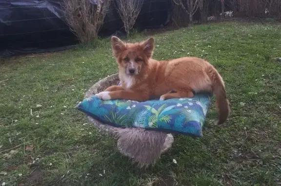 Chiot marron/rouge fugue avec husky à St-Julien - photo