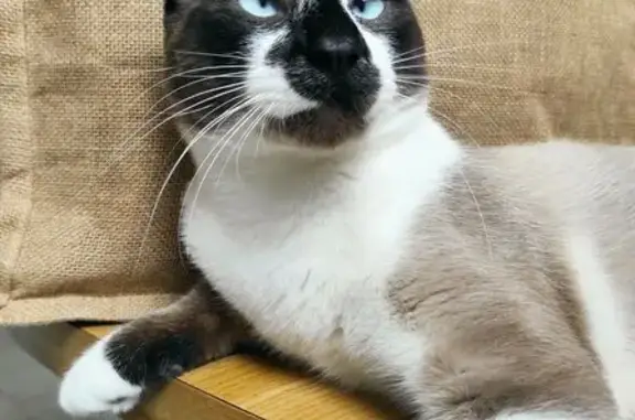 Chat perdu : croisé siamois, yeux bleus, Rives - photo