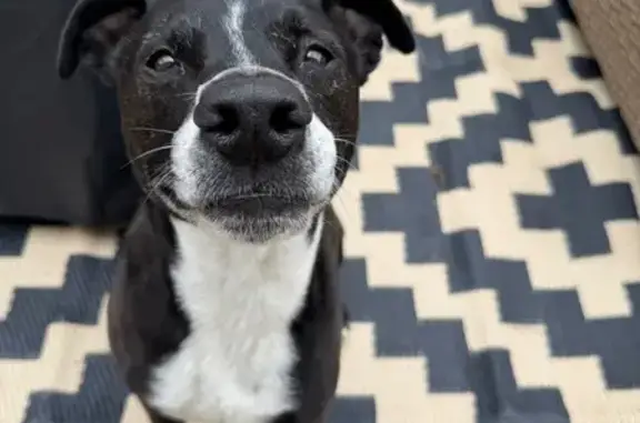 Lost Dog: Black/Brown with White Markings