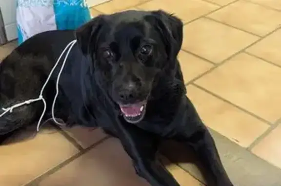 Chien noir mâle trouvé au tennis Plaisance - photo