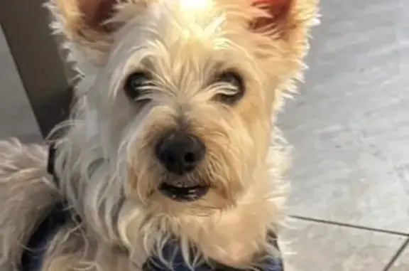 Lost Yorky Timmy: Needs Meds, Help Find!