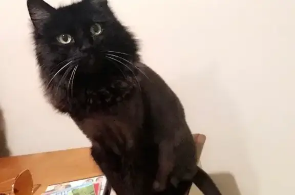 Lost: Atticus the Lion-Like Black Cat