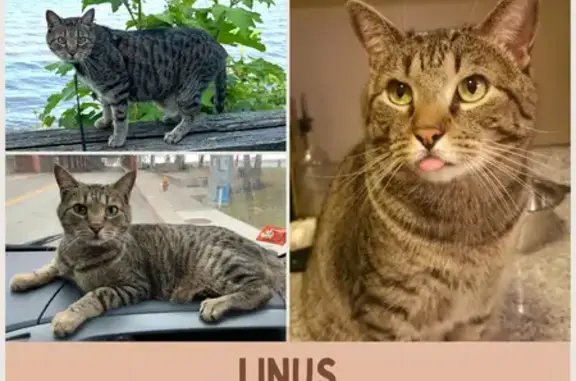 Lost Senior Gray Tabby, Needs Meds!