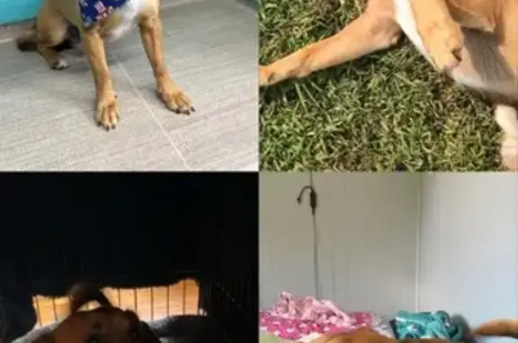 Lost Dog: Golden Brown with Curled Tail