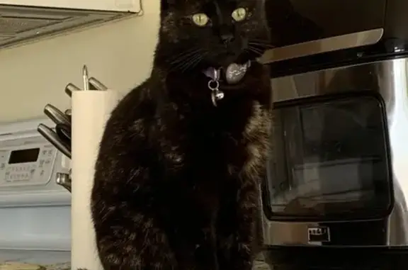 Lost Black Tortie Cat in Harrogate