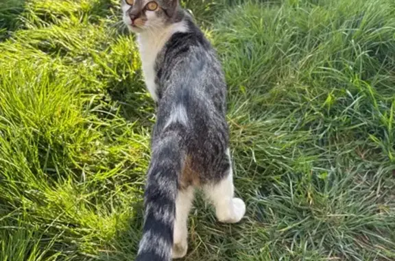 Animaux perdus Tourcoing, photo: Chat perdu à Tourcoing : blanc et tigre