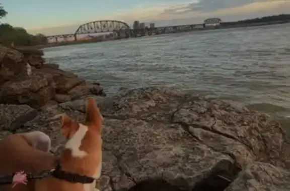 Lost Dog: Friendly & Food-Loving in IN