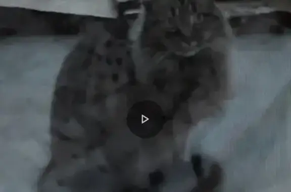 Found: Possible Maine Coon at Sycamore Apts