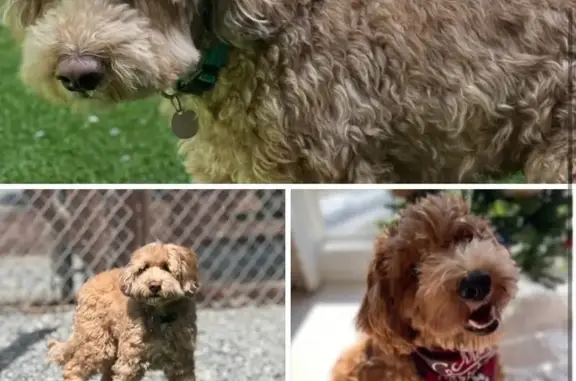 Lost Tan Dog: Skittish, Needs Owner