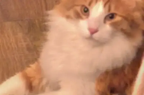 Liam the Fluffy Cat Missing in Mesa