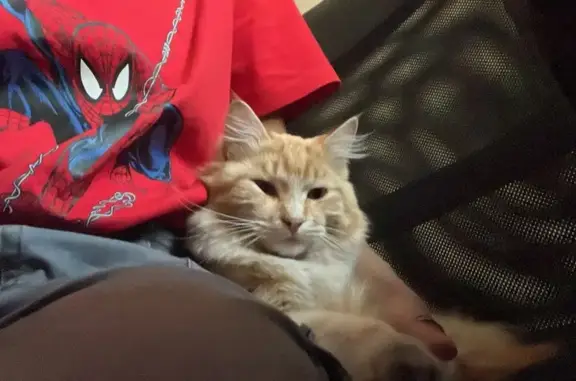 Male ginger cat, longhair super fluffy