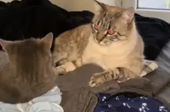 Animaux perdus Clairac, photo: Chat perdu : Ubi, yeux bleus, queue cassée