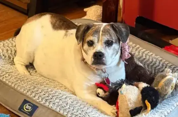 Lost Beabull: Timid, Brindle & White