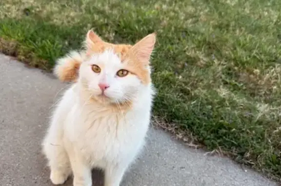 Lost Cat: Orange & White, Dearborn Area