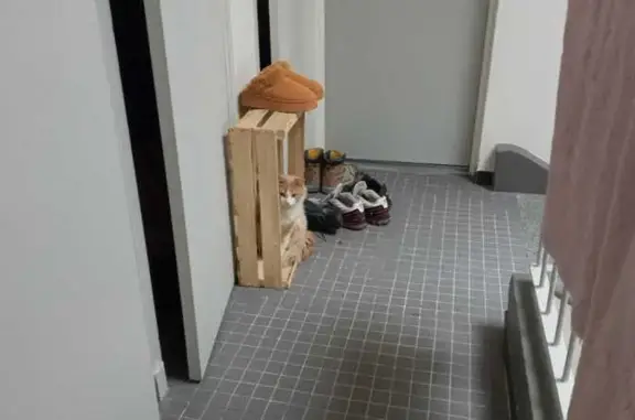 Chat trouvé Digne-les-Bains, photo: Chat errant blessé à Digne-les-Bains