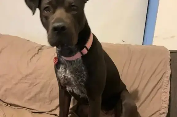 Lost: Elsie the Staffy Mix in Maroondah