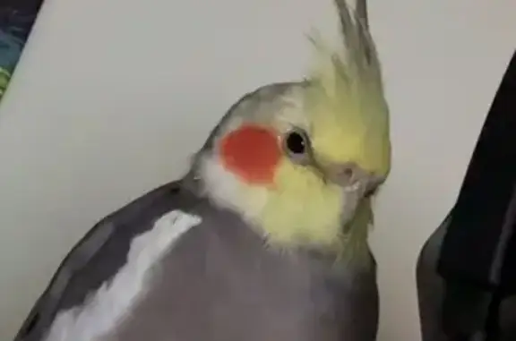 Lost Cockatiel: Seen in Bayshore Area