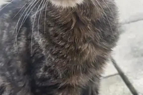 Chat trouvé , photo: Chat sociable trouvé amaigri à Chenebier