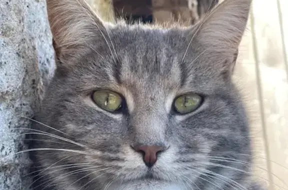 Chat perdu, Pléneuf-Val-André, photo: Chat perdu gris tigré à Pléneuf-Val-André