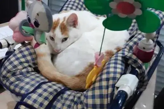 Chat blanc et roux perdu à Bourgon - photo