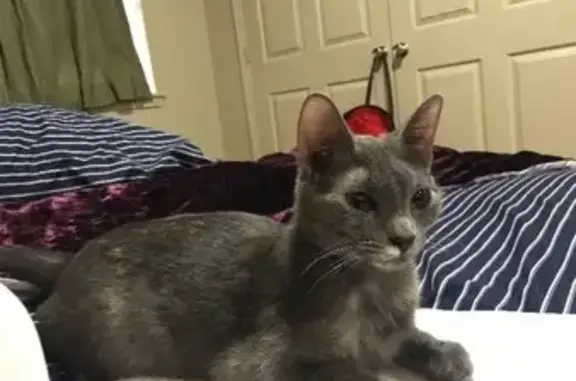 Lost Gray Cat Blu: Green Eyes in Shawnee