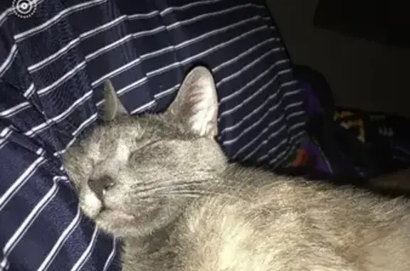 Lost Blue-Gray Cat, Green Eyes - Shawnee