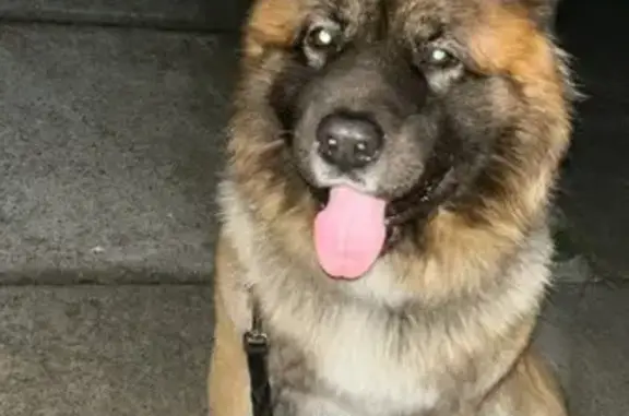 Lost Akita Mix on Courthouse Drive