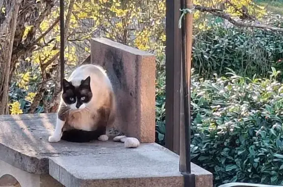 Chat trouvé Avenue Jules Tuffery, La Courtine - photo