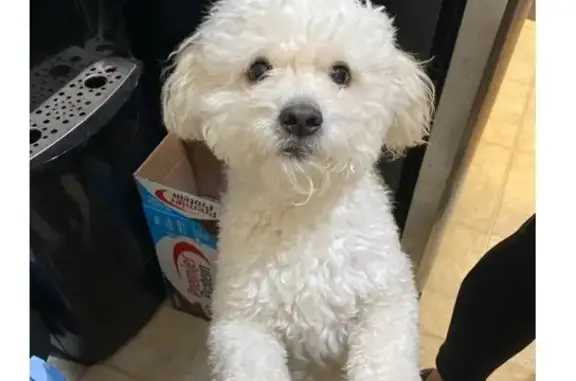 Lost White Dog: Escaped Grooming 5/5 AM