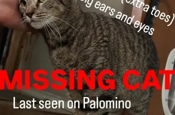 Lost Polydactyl Cat: Palomino Dr, 821