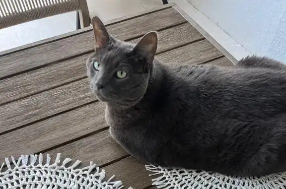 Lost: Friendly Russian Blue in Winter Garden