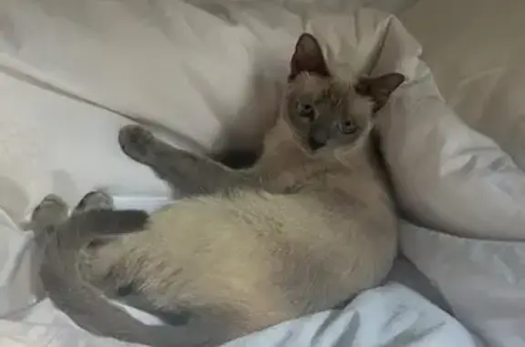 Lost Dusty-Looking Cat in Bishan 24