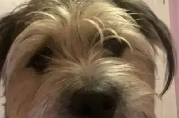 Lost Dog: Brown & Grey, Blue Harness